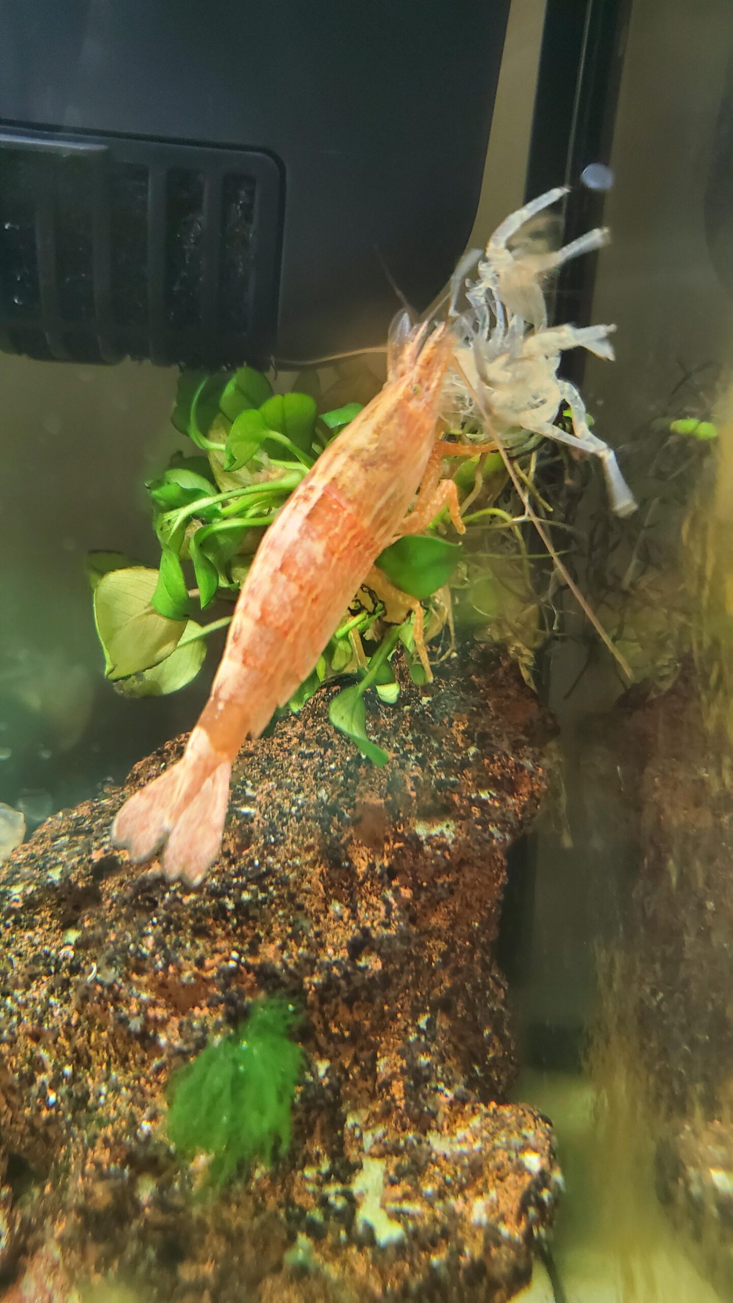 Shrimp Stuck in Molt? Do These Immediately!